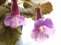 Sinningia 'Mark Twain' Sinningia 'Mark Twain'